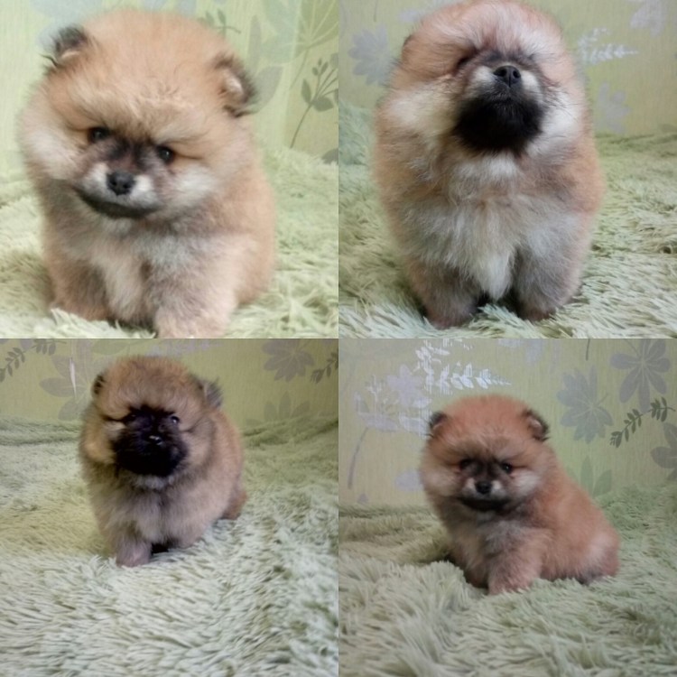 Алопеция у немецкого шпица