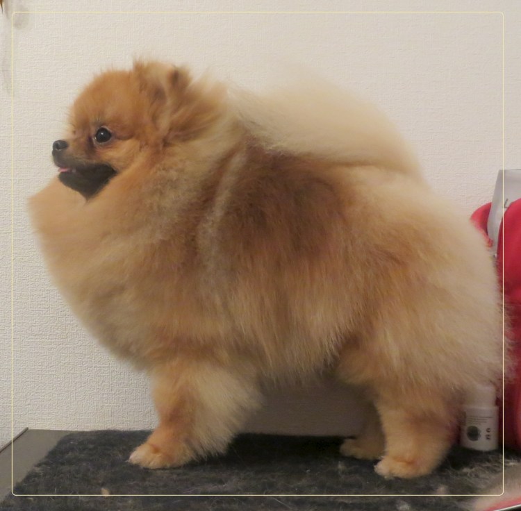 Пырзики шпица