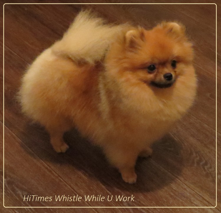 Шпиц полинял