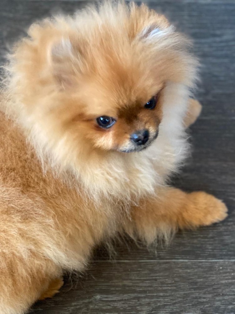 Шпицы разной окраски