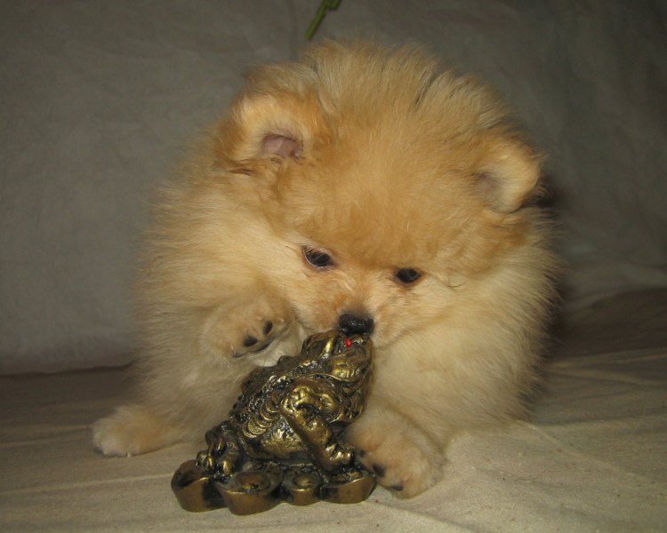 Шпиц шерсть линяет