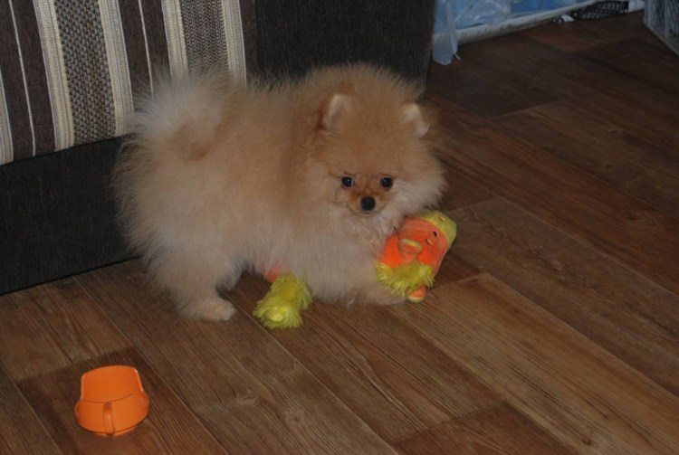 Пырзики шпица