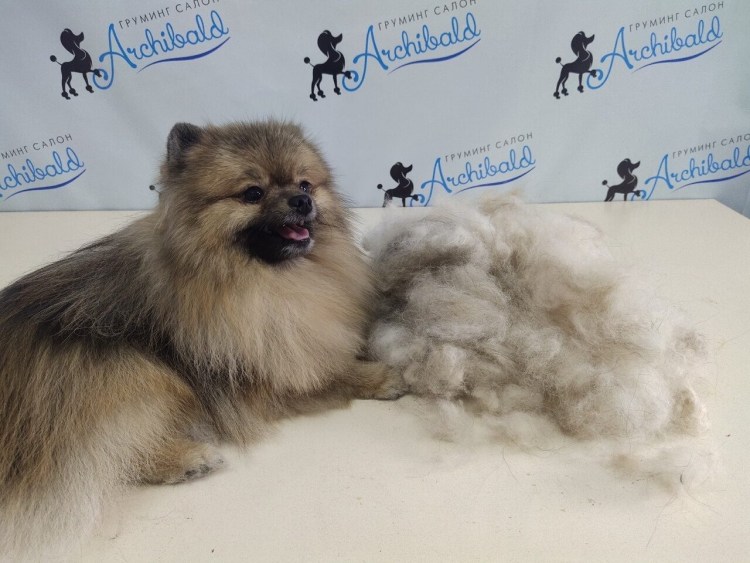 Немецкий шпиц кремовый пырзик