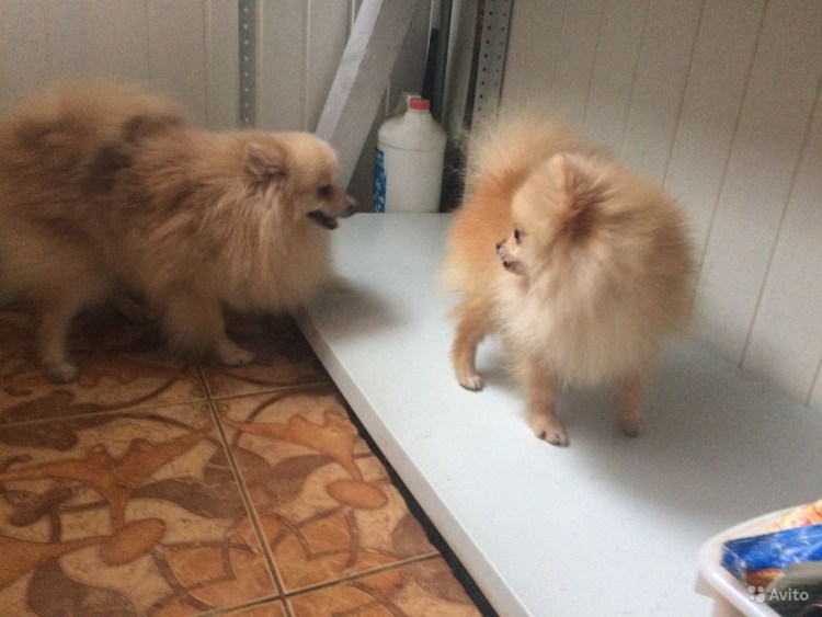 Померанский шпиц линька