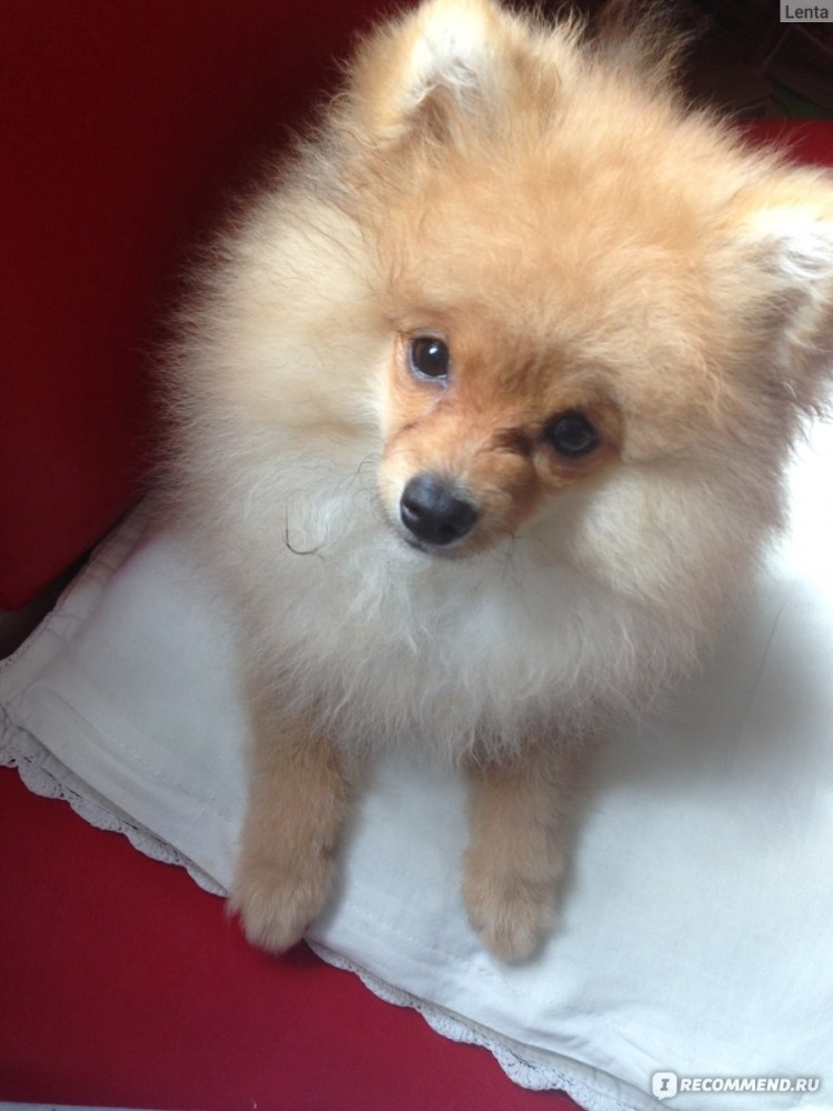 Шпиц Ентан БТС