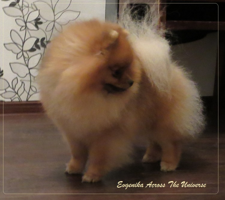 Экспресс линька салатовый