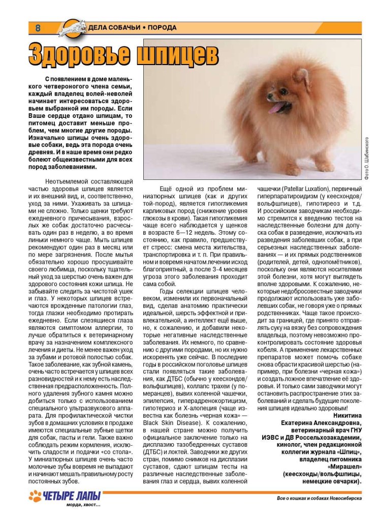 Померанский шпиц рост