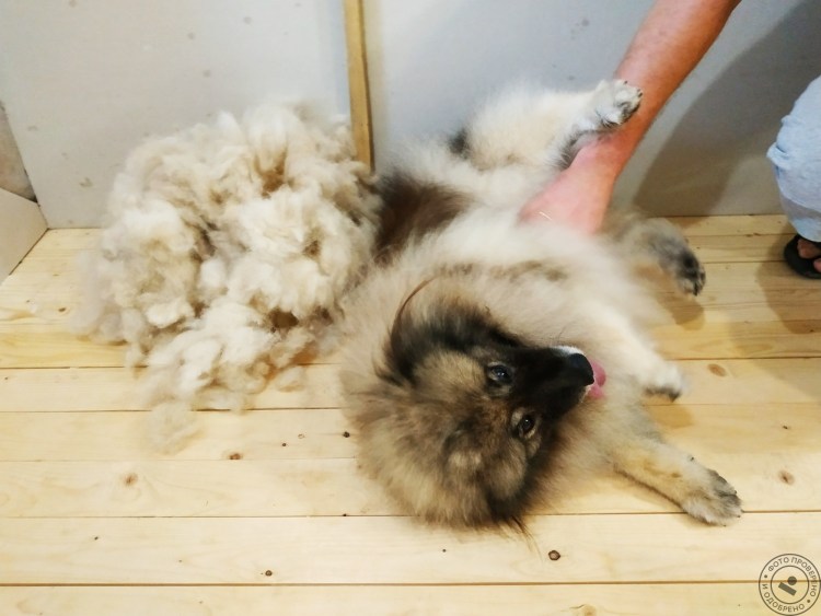 Щенок шпица в линьки