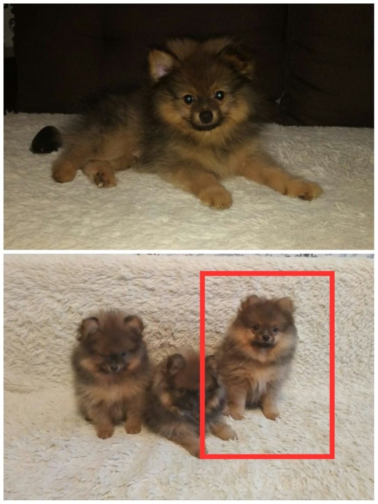 Шпиц пырзик