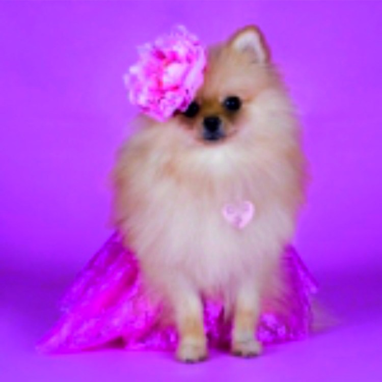 Первая линька у шпица