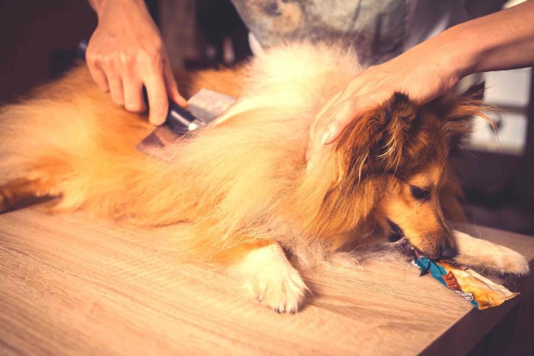 Померанский шпиц 2 месяца