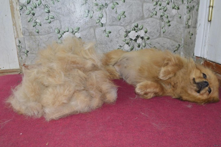 Щенок шпица 8 месяцев