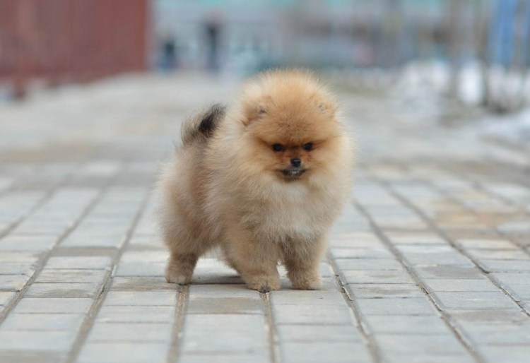 Линька у шпица