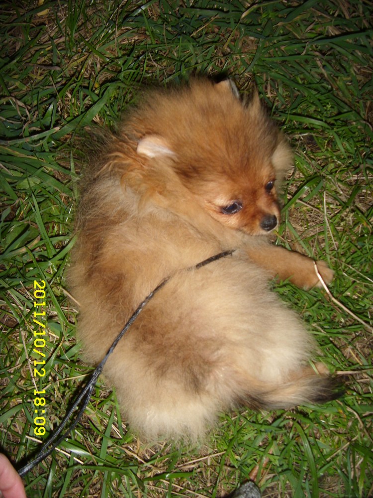 Линька у шпица