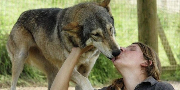 Собака целует собаку