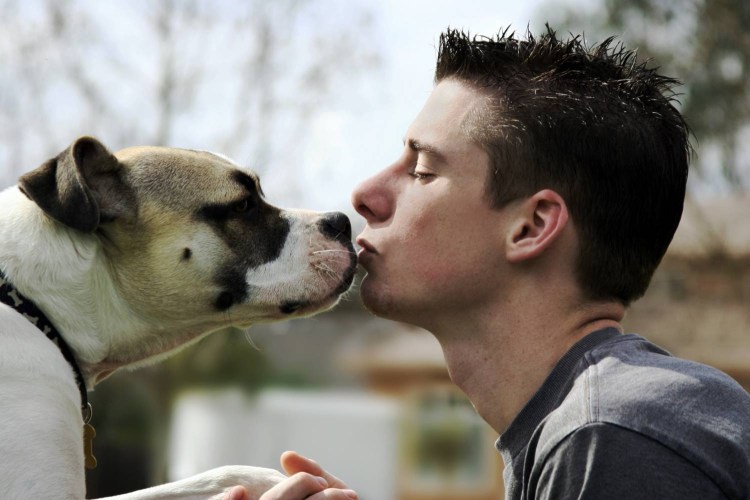 Любовь к животным