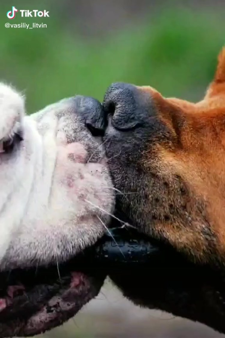 Обнимает собаку