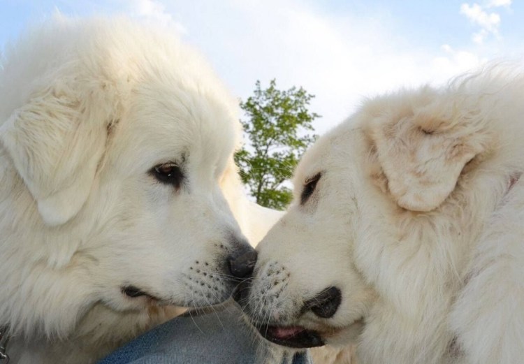 Влюбленные собаки