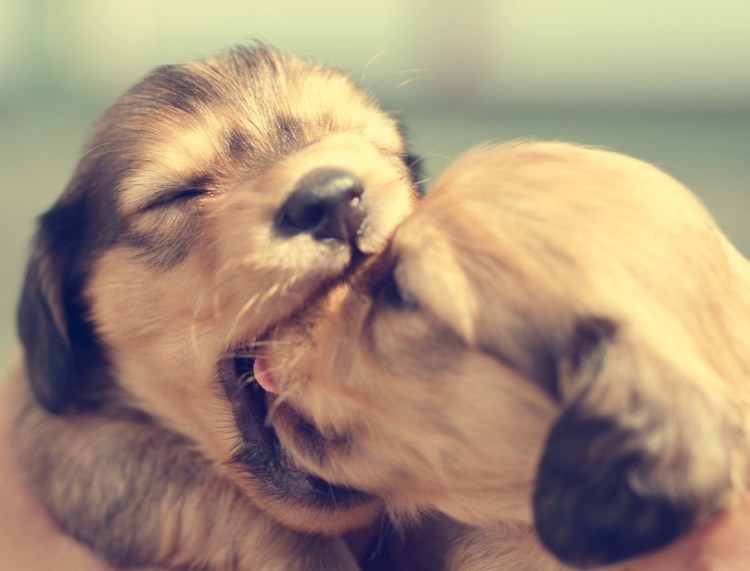 Девочка целует собаку