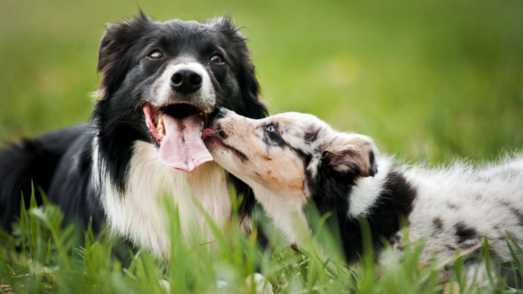 Поцелуй с собакой