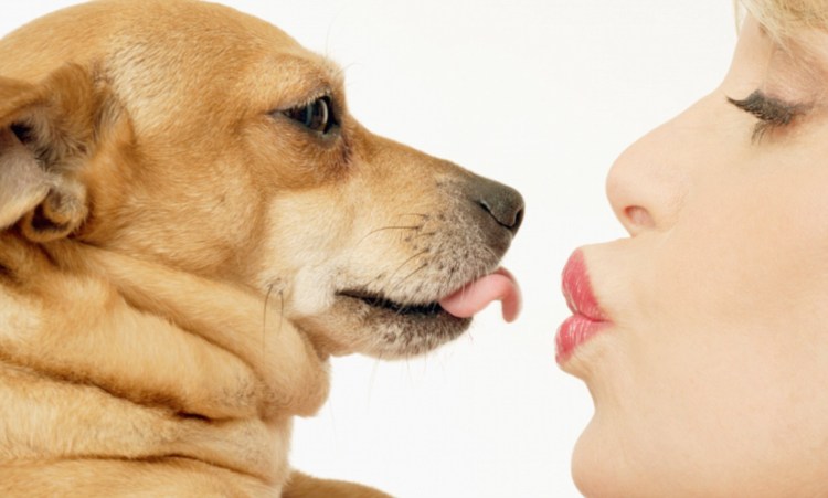 Собака целует