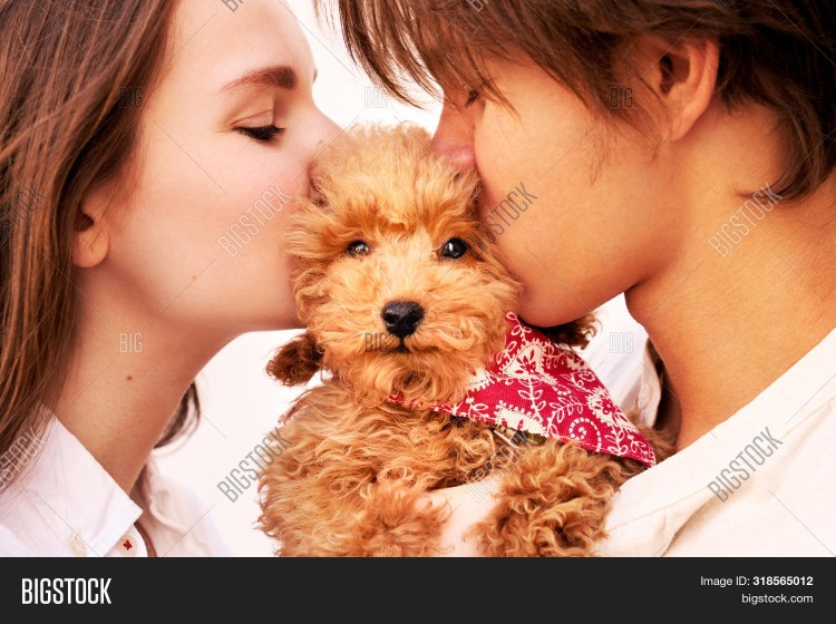 Хаски 2 собаки