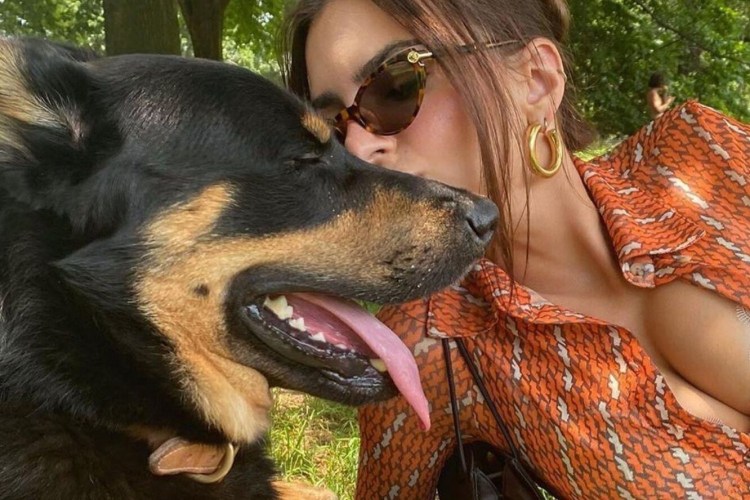 Французский поцелуй с собакой