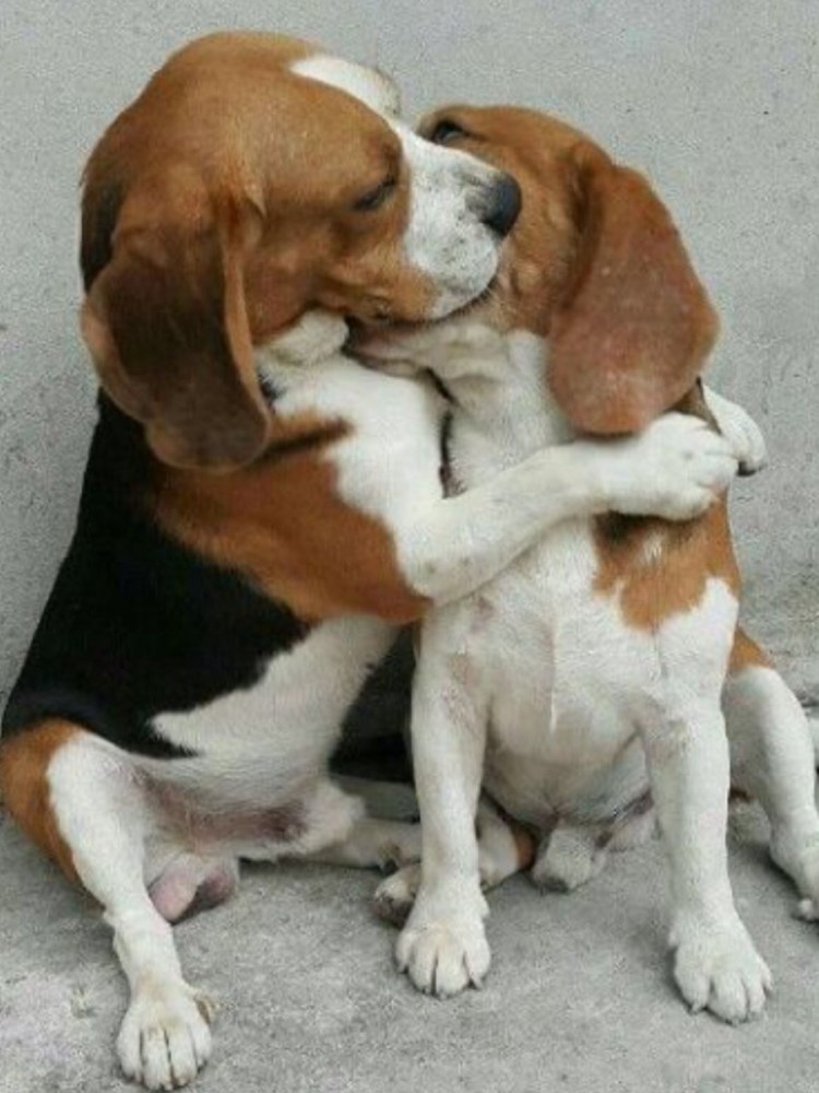 Поцелуй с собакой