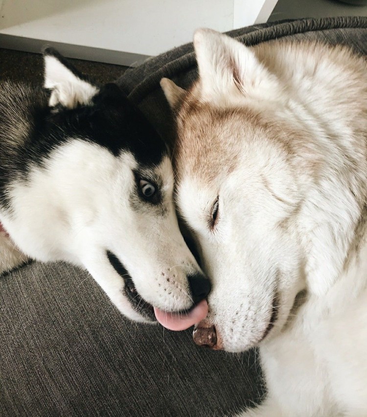 Трюки для собак