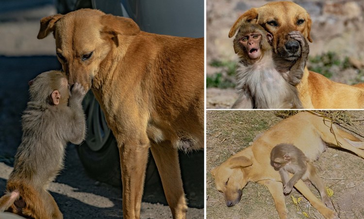 Собака удочерила обезьяну