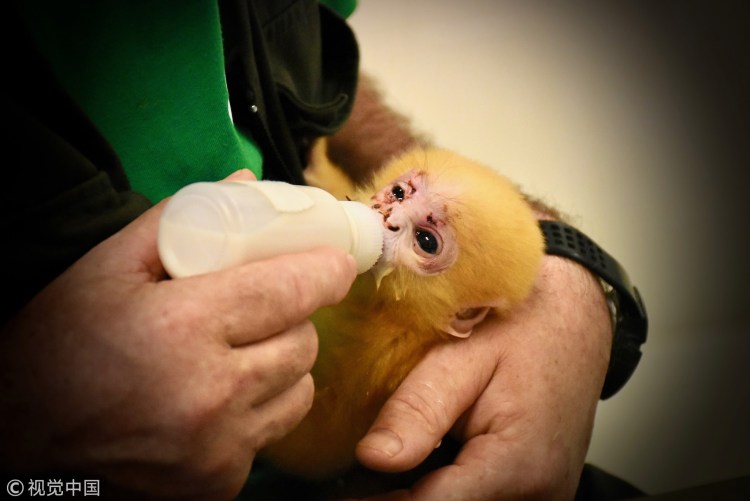 Спасают маленьких обезьянок