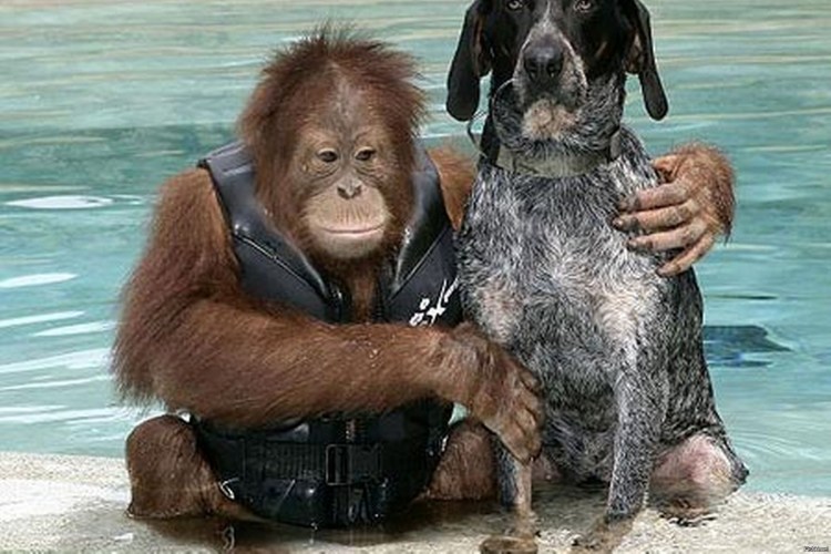 Орангутан Сурия и собака Роско