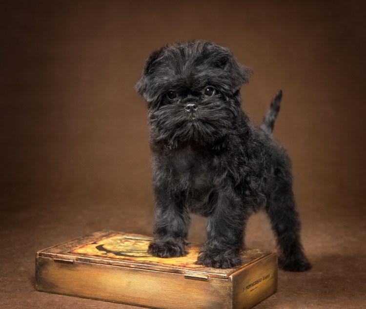 Порода собак гвендпинчер