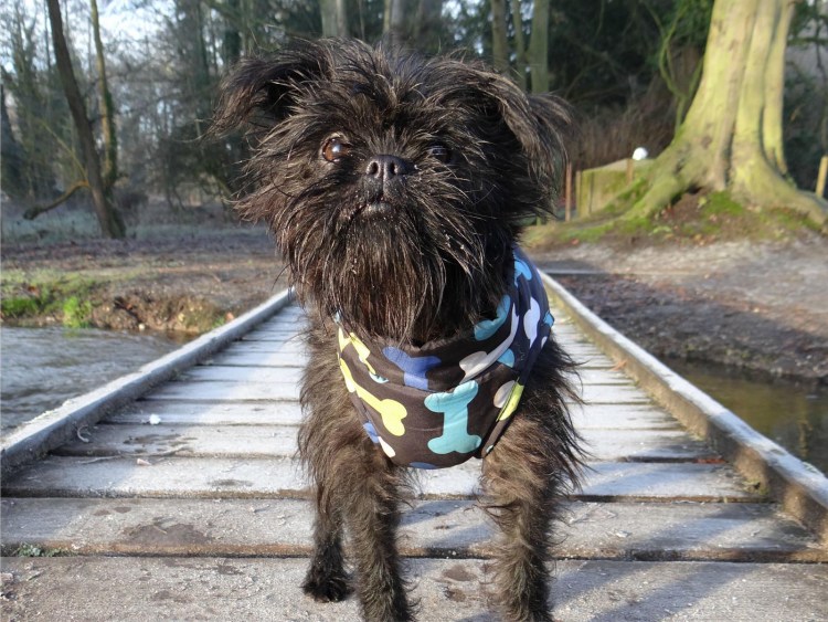 Аффенпинчер Обезьяний пинчер