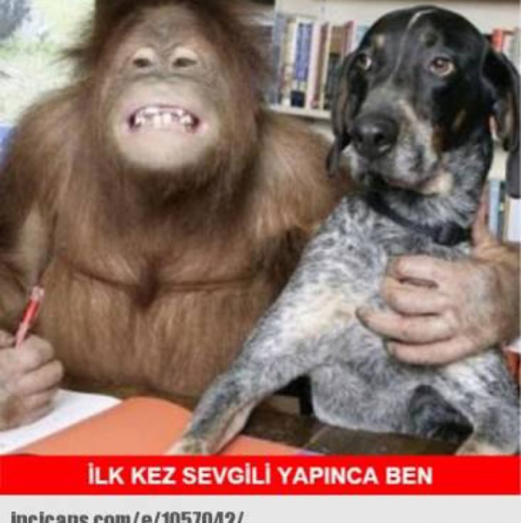 Орангутан Сурия и собака Роско