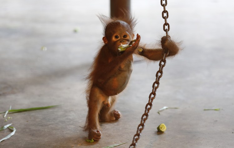 Добрая обезьяна