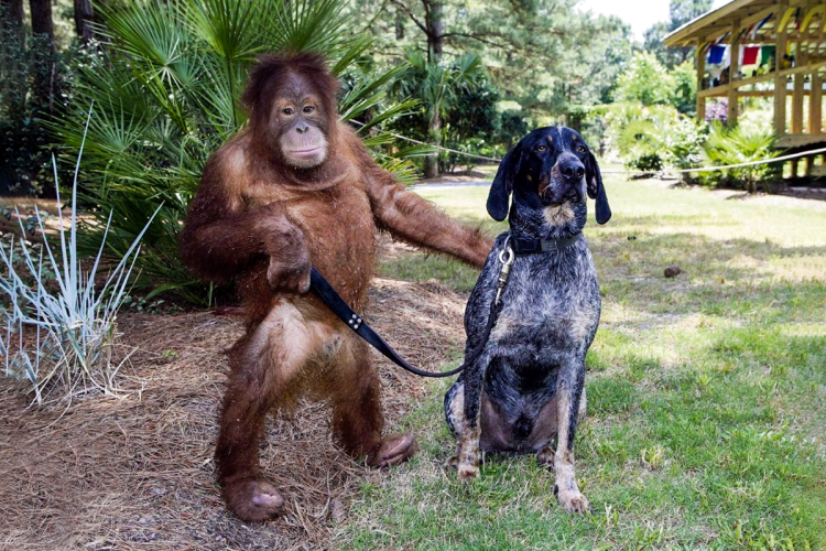 Орангутан Сурия и собака Роско