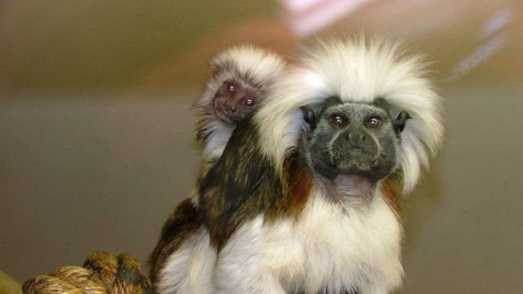 Тамарин обезьянка белоухая