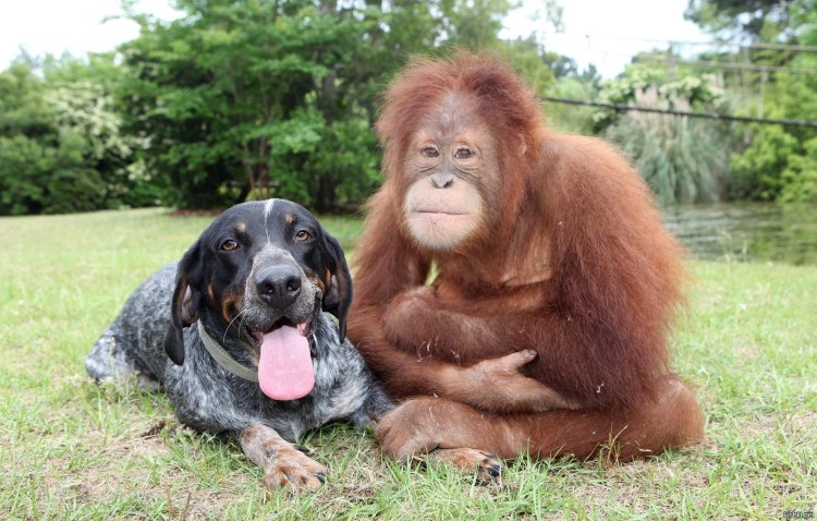 Обезьяна и собака