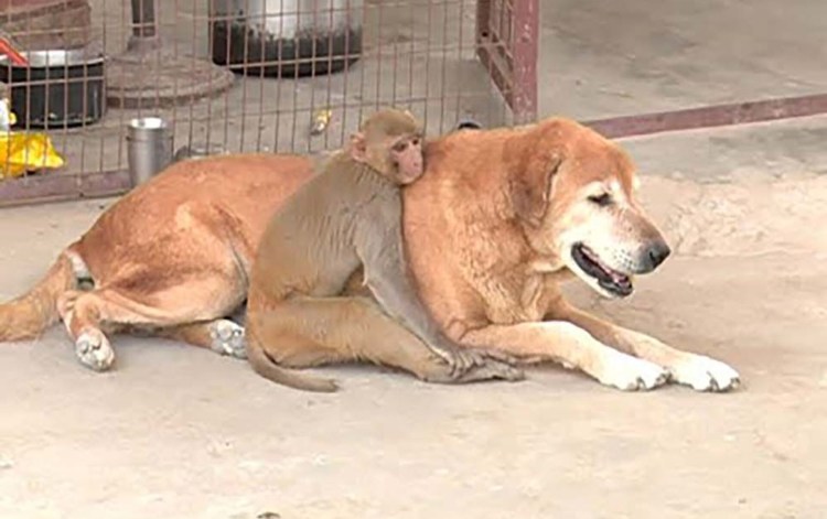 Ролик обезьяна с собакой