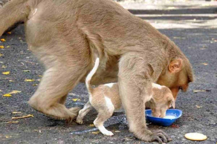 Обезьяна и щенок