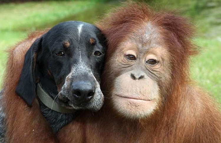 Дружелюбные животные