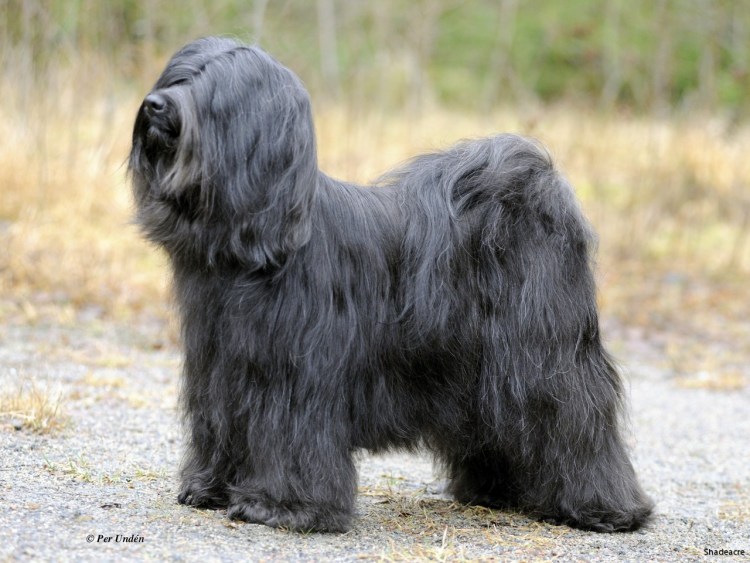 Карликовый тибетский терьер