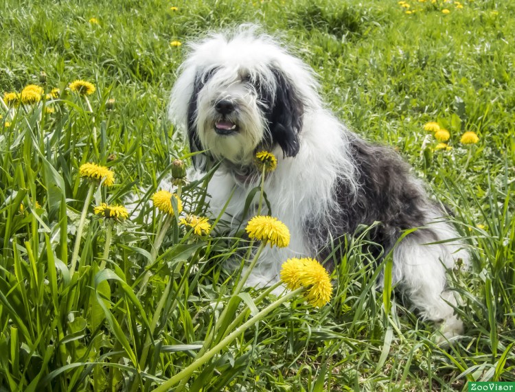 Малый тибетский терьер
