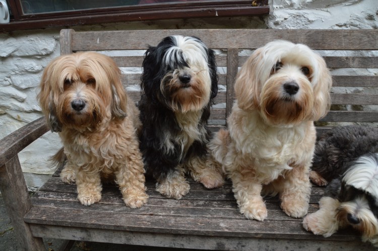 Карликовый тибетский терьер