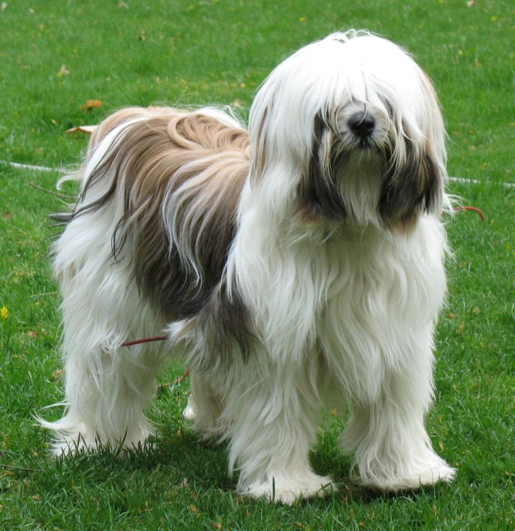 Тибетский терьер