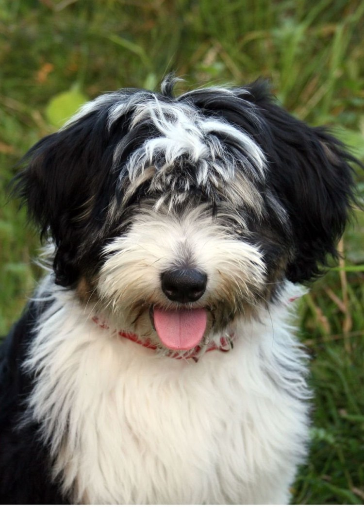 Тибетский терьер белый