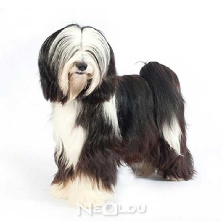 Тибетский терьер черный