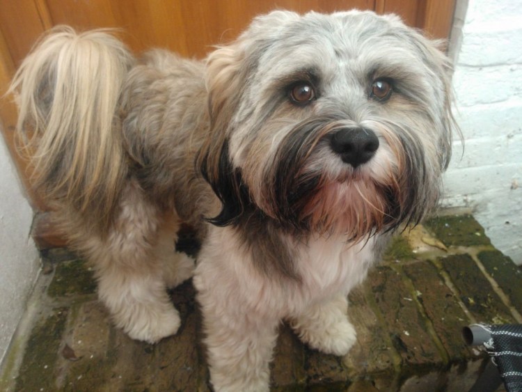 Тибетский терьер стрижка