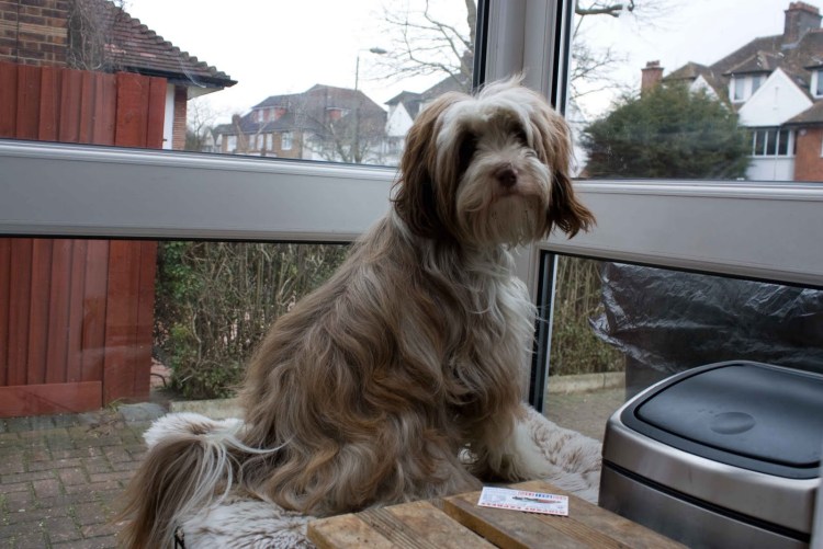 Тибетский терьер